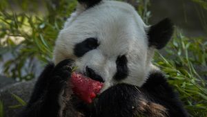 Cuaca Panas, Panda hingga Singa di Spanyol Asyik Makan Es