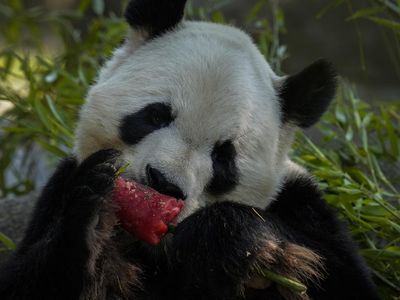Cuaca Panas, Panda hingga Singa di Spanyol Asyik Makan Es