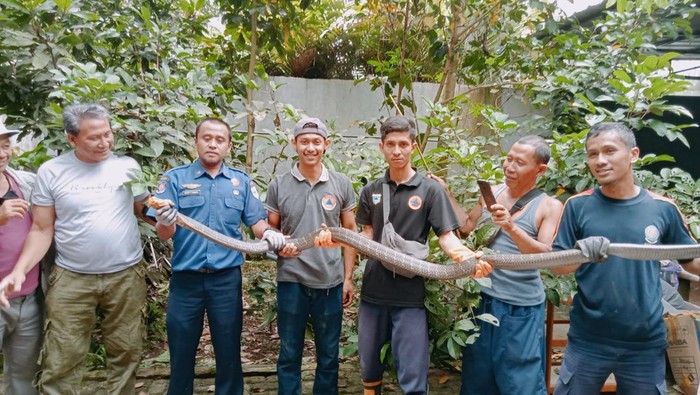 Damkar dan warga tangkap ular king cobra yang masuk rumah warga Pandeglang (Dok istimewa)
