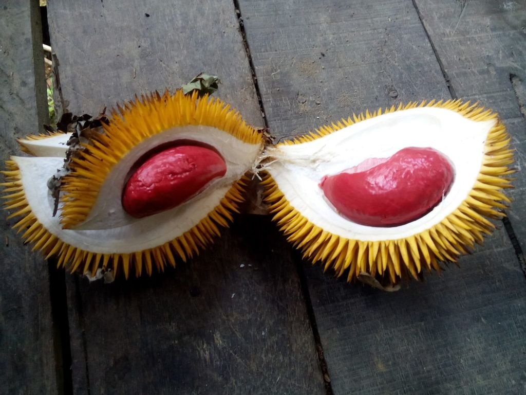7 Fakta Unik Durian Si Raja Buah, Ada yang Terjual Rp 719 Juta