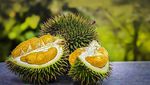 Unik! 10 Jenis Durian Ini Bentuk dan Daging Buahnya Berbeda