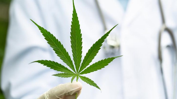 Ini Fatwa MUI Terkait Penggunaan Ganja Sebagai Campuran Makanan