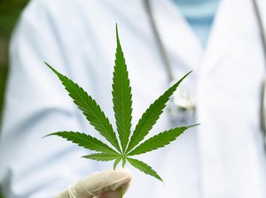 Tok! MK Tolak Pelegalan Ganja untuk Medis