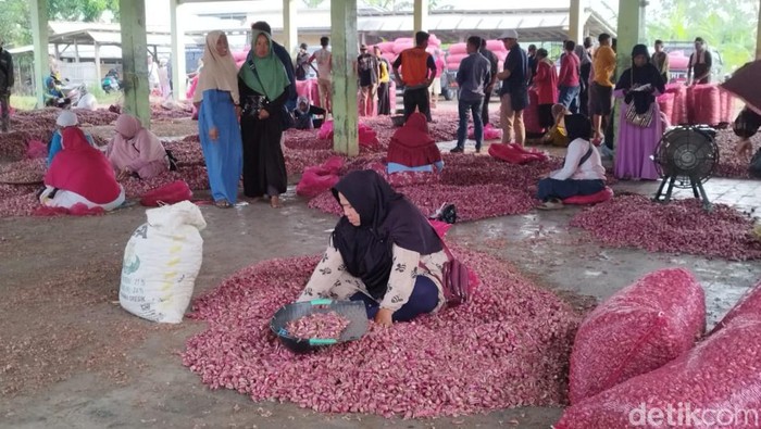 Harga Bawang Merah di Jakarta Rp 80.000/Kg, Petani di Brebes Jual Berapa?