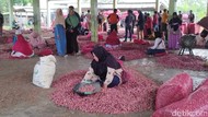 Harga Bawang Merah di Jakarta Tembus Rp 80.000/Kg, di Brebes Dijual Segini