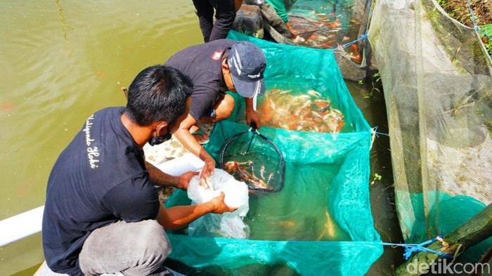 kampung koi