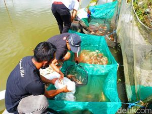 Menengok Kampung Koi Banyuwangi yang Naik Kelas Berkat Jagoan Tani