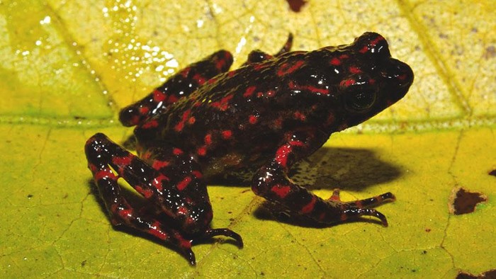 Kodok merah Ciremai (Leptophryne javanica) betina