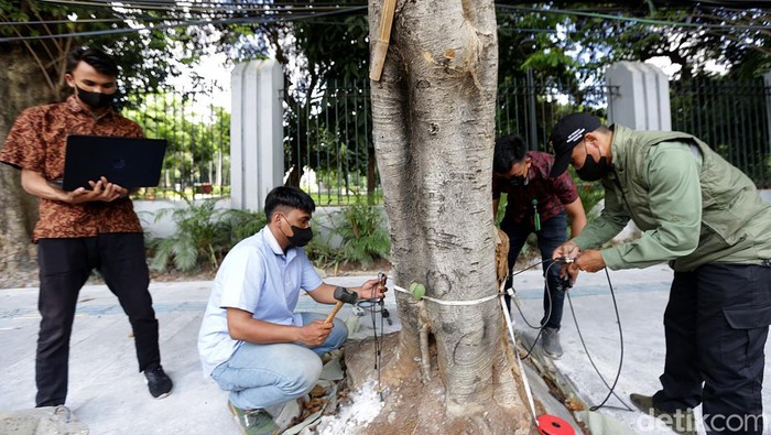 Melihat Proses Pengukuran Kekeroposan Pohon di Jakarta Sejumlah pohon di Jakarta diukur tingkat kekeroposannya. Hal itu dilakukan untuk memeriksa kondisi pohon serta mengantisipasi terjadinya pohon tumbang.