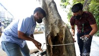 Satu per satu pohon diukur tingkat kekeroposannya oleh petugas.