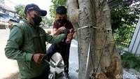 Salah satu pohon beringin yang diperiksa ternyata memiliki kelapukan yang tinggi dan direkomendasikan untuk ditebang.