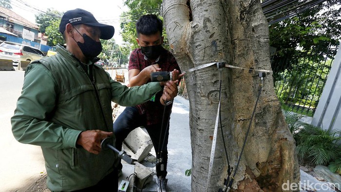 Sejumlah pohon di Jakarta diukur tingkat kekeroposannya. Hal itu dilakukan untuk memeriksa kondisi pohon serta mengantisipasi terjadinya pohon tumbang.