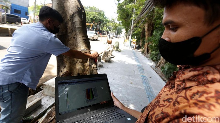 Melihat Proses Pengukuran Kekeroposan Pohon di Jakarta Sejumlah pohon di Jakarta diukur tingkat kekeroposannya. Hal itu dilakukan untuk memeriksa kondisi pohon serta mengantisipasi terjadinya pohon tumbang.