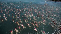 Lomba renang tahunan ini menempuh jarak sejauh 1,5 kilometer.