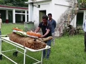 Kabar Duka! Harimau Bengal Tertua Mati, Satu Negara Bersedih