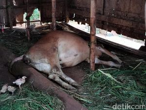 10 Ekor Sapi di Sampang Mati Usai Divaksin Tahap Pertama
