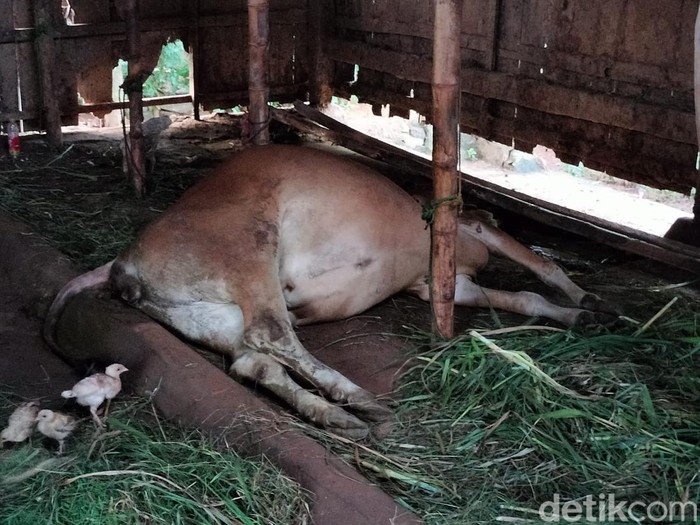 Sapi di Sampang mati usai divaksin