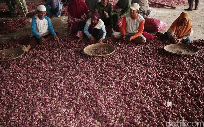 Brebes dikenal sebagai daerah penghasil bawang merah. Bawang merah lah napas bagi kehidupan warganya, di tengah harganya yang melambung, berapa sebenarnya harga di petani?