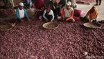Semringah Petani Bawang di Tengah Lonjakan Harga