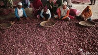 Tampak aktivitas penyortiran dan pembersihan bawang merah yang dilakukan sebelum dikirim ke luar Brebes.