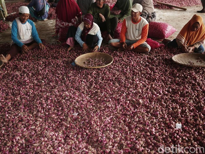Brebes dikenal sebagai daerah penghasil bawang merah. Bawang merah lah napas bagi kehidupan warganya, di tengah harganya yang melambung, berapa sebenarnya harga di petani?
