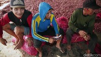 Harga saat ini membuat para petani cukup beruntung karena tahun lalu saja hasil panen mereka hanya di hargai Rp10.000 per kilogram.