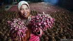 Semringah Petani Bawang di Tengah Lonjakan Harga