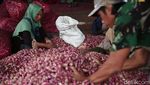 Semringah Petani Bawang di Tengah Lonjakan Harga