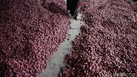 Distribusinya pun masih cukup panjang, hasil panen petani dibeli pengepul kecil atau bakul, kemudian dibawa ke pasar dan dibeli pengepul besar.  