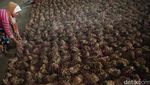 Semringah Petani Bawang di Tengah Lonjakan Harga