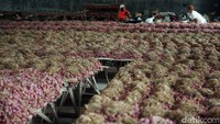 Distribusi bawang di Pasar Sengon Tanjung, Brebes, akan dikirim ke Bandung dan Tangerang. Dari sana masih ada pengepul lagi, baru sampai pada pengecer alias pedagang di pasar.