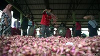 Sebelum dijual ke pengecer atau dikirim keluar kota bawang-bawang harus dibersihkan dulu dari kulit layunya dengan cara mengipas.