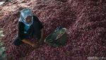 Semringah Petani Bawang di Tengah Lonjakan Harga