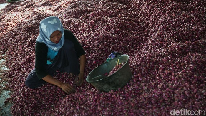 Semringah Petani Bawang Ditengah Lonjakan Harga Brebes dikenal sebagai daerah penghasil bawang merah. Bawang merah lah napas bagi kehidupan warganya, di tengah harganya yang melambung, berapa sebenarnya harga di petani?