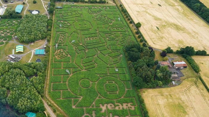 YORK, ENGLAND - JULY 15: York farmer Tom Pearcy has created what is believed to be the world’s biggest LEGO Minifigure cut from his 15 acre field of maize plants near York on July 15, 2022 in York, England. The giant Maize Maze was created by Tom Pearcy to mark the iconic brands 90th anniversary and opens to the public at The York Maze. (Photo by Ian Forsyth/Getty Images)