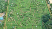 Labirin raksasa tersebut merupakan ladang jagung seluas 15 hekatre.  