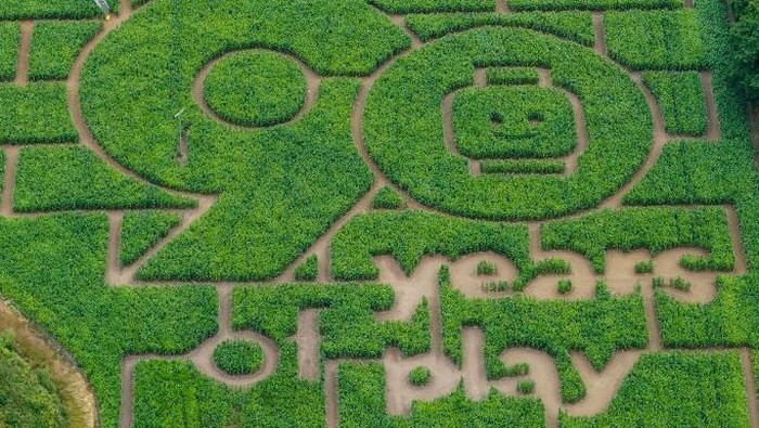 YORK, ENGLAND - JULY 15: York farmer Tom Pearcy has created what is believed to be the world’s biggest LEGO Minifigure cut from his 15 acre field of maize plants near York on July 15, 2022 in York, England. The giant Maize Maze was created by Tom Pearcy to mark the iconic brands 90th anniversary and opens to the public at The York Maze. (Photo by Ian Forsyth/Getty Images)