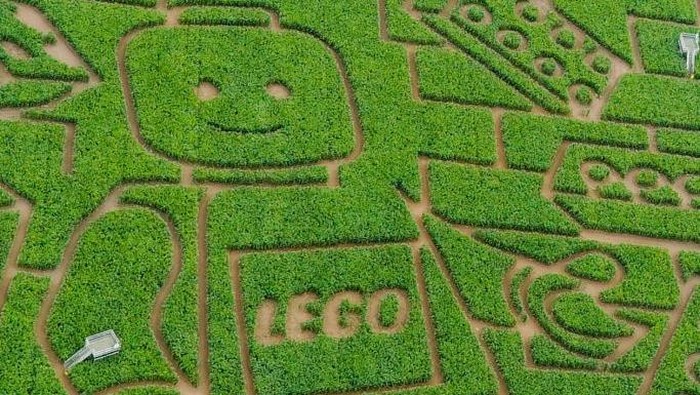YORK, ENGLAND - JULY 15: York farmer Tom Pearcy has created what is believed to be the world’s biggest LEGO Minifigure cut from his 15 acre field of maize plants near York on July 15, 2022 in York, England. The giant Maize Maze was created by Tom Pearcy to mark the iconic brands 90th anniversary and opens to the public at The York Maze. (Photo by Ian Forsyth/Getty Images)
