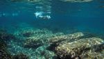 Ada Taman Arkeologi Bawah Laut di Siprus, Begini Penampakannya