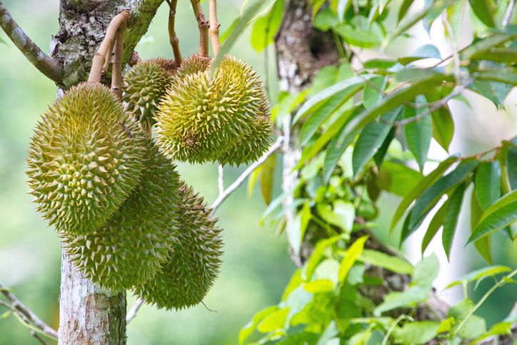 Aroma durian yang tajam