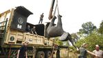 Begini Cara Relokasi Gajah di Malawi Saat Jumlahnya Kebanyakan