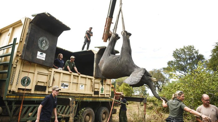 An elephant is hoisted into a transport vehicle at the Liwonde National Park southern Malawi, Sunday, July 10 2022. One by one, 250 elephants are being moved from Malawi's overcrowded Liwonde National Park to the much larger Kasungu park 380 kilometers (236 miles) away in the country's north. (AP Photo/Thoko Chikondi)
