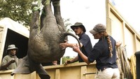 Langkah ini dimaksudkan untuk mengatasi kelebihan populasi gajah di Liwonde. Kelebihan stok gajah di kawasan ini berdampak negatif pada ekosistem dan menimbulkan konflik antara hewan dan manusia.  