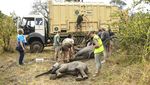 Begini Cara Relokasi Gajah di Malawi Saat Jumlahnya Kebanyakan