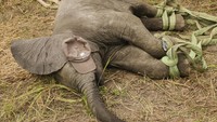 Pihak berwenang berharap dapat merelokasi sedikitnya 250 ekor gajah hingga akhir bulan ini. Ini merupakan pemindahan kedua dalam tiga tahun. Sebelumnya pada tahun 2019, 300 ekor gajah dipindahkan ke Nkhotakota Game Reserve.  