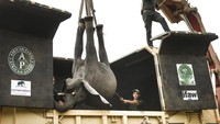 Seekor gajah diangkat ke dalam kendaraan pengangkut di Taman Nasional Liwonde Malawi selatan, Minggu (10/7/2022). Malawi sedang melakukan proyek besar-besaran untuk memindahkan 250 ekor gajah di negara itu.   