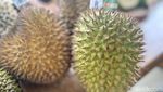 Pecinta Durian Ayo Ngeduren di Gerai Ini!