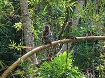 Monyet Liar Ditangkap Usai Rusak Tanaman-Warung di Lereng Merapi