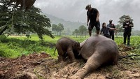 Kondisi induk dan anak gajah usai dievakuasi dari lubang got. Petugas penyelamat melakukan CPR untuk induk gajah usai terjebak di lubang got.