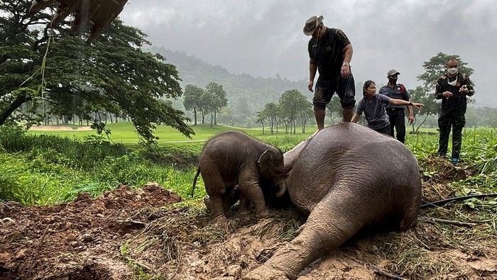 An elephant calf is seen inside a manhole after a baby and mother elephant fell into a manhole in Khao Yai National Park, Nakhon Nayok province, Thailand, July 13, 2022. REUTERS/Taanruuamchon TPX IMAGES OF THE DAY